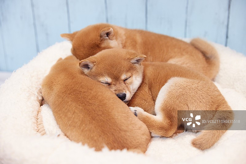 柴犬幼犬图片素材