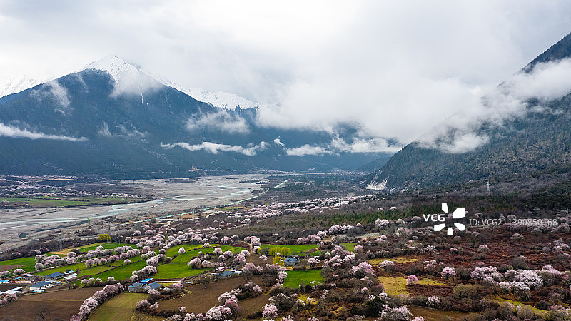 波密桃花沟的清晨图片素材