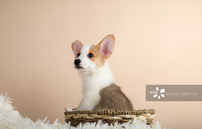 桌面上篮子里玩耍的威尔士柯基犬幼犬图片素材