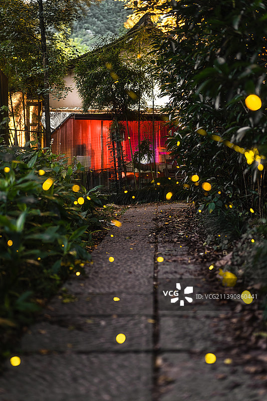 杭州上天竺法喜寺的萤火虫图片素材