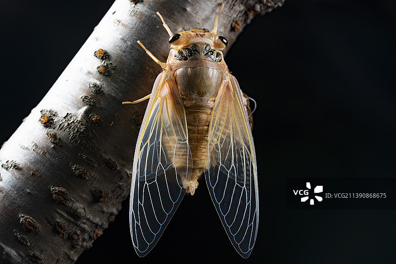 小暑节气图片素材