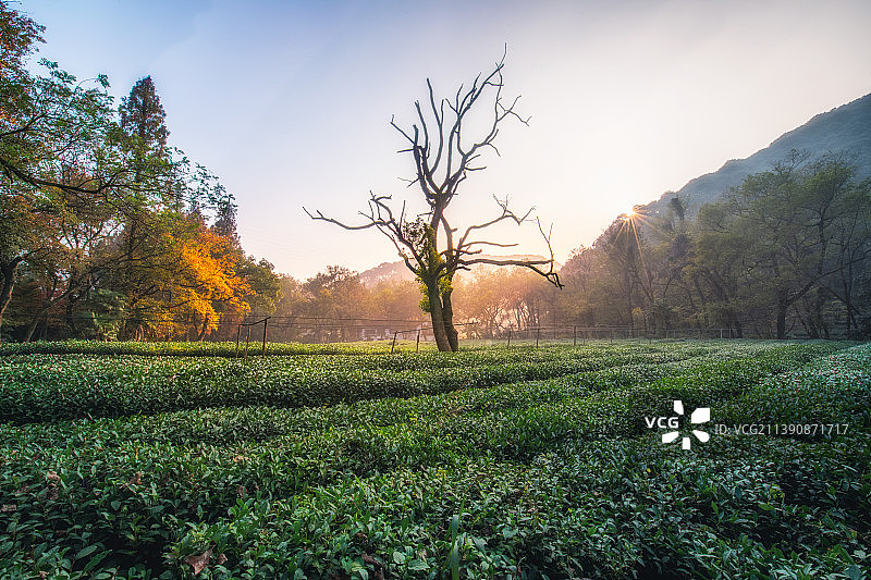 杭州九溪烟树九溪茶园图片素材