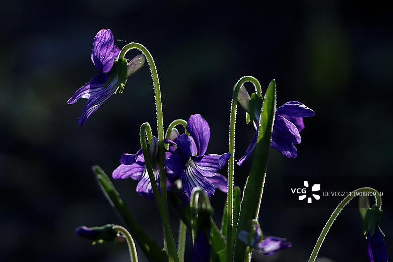 紫花地丁图片素材