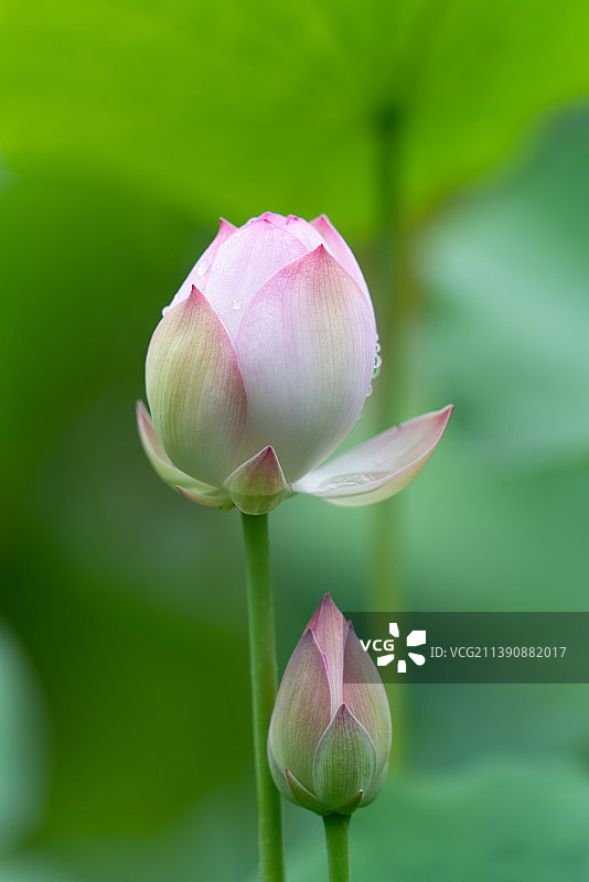 夏日清晨雨后福州茶亭公园的荷花图片素材