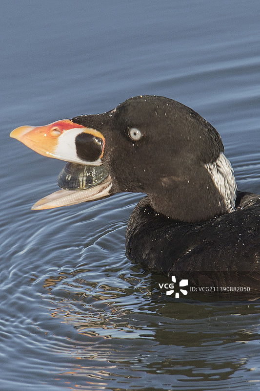 海番鸭雄鸟吃蛤蜊特写图片素材