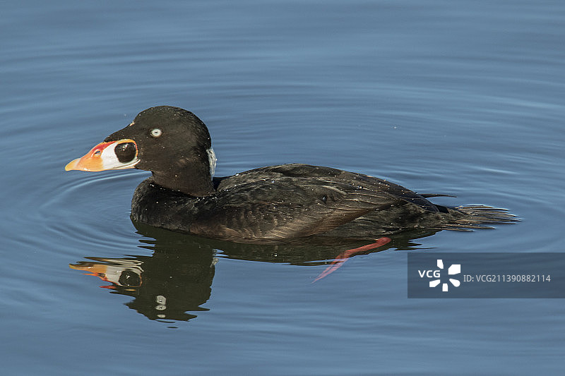带有倒影的雄性海番鸭图片素材