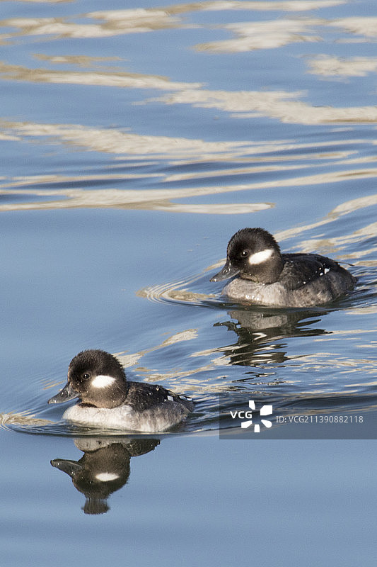 带有倒影的小绒鸭雌鸟图片素材