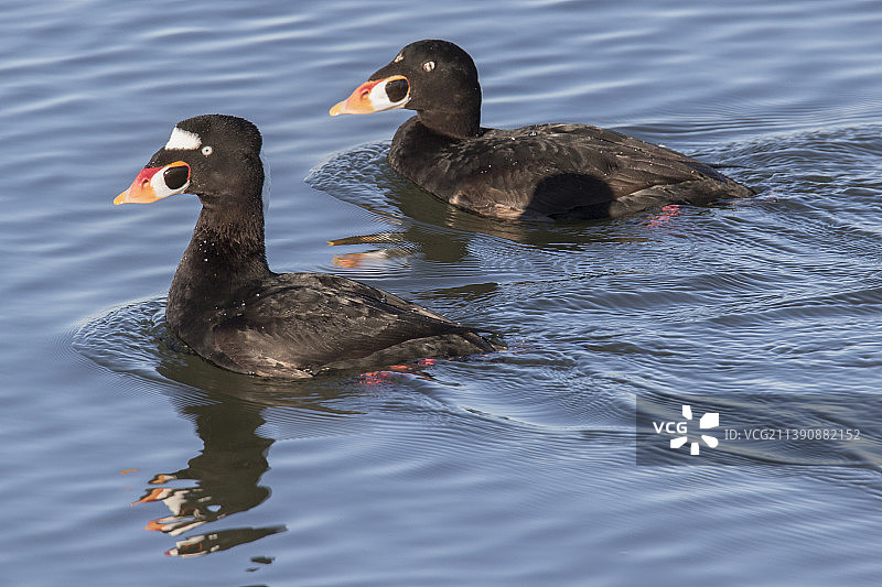 一对黑海番鸭雄鸟图片素材