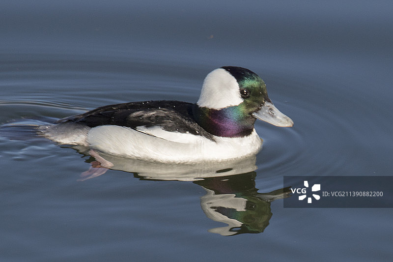 带有倒影的雄性凤头潜鸭图片素材