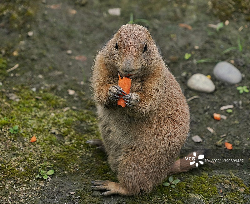 《吃货》  这是一只土拨鼠，供观赏的。本性难移，野外家养都脱不了好吃的本性。你看它吃东西来的满足感。图片素材