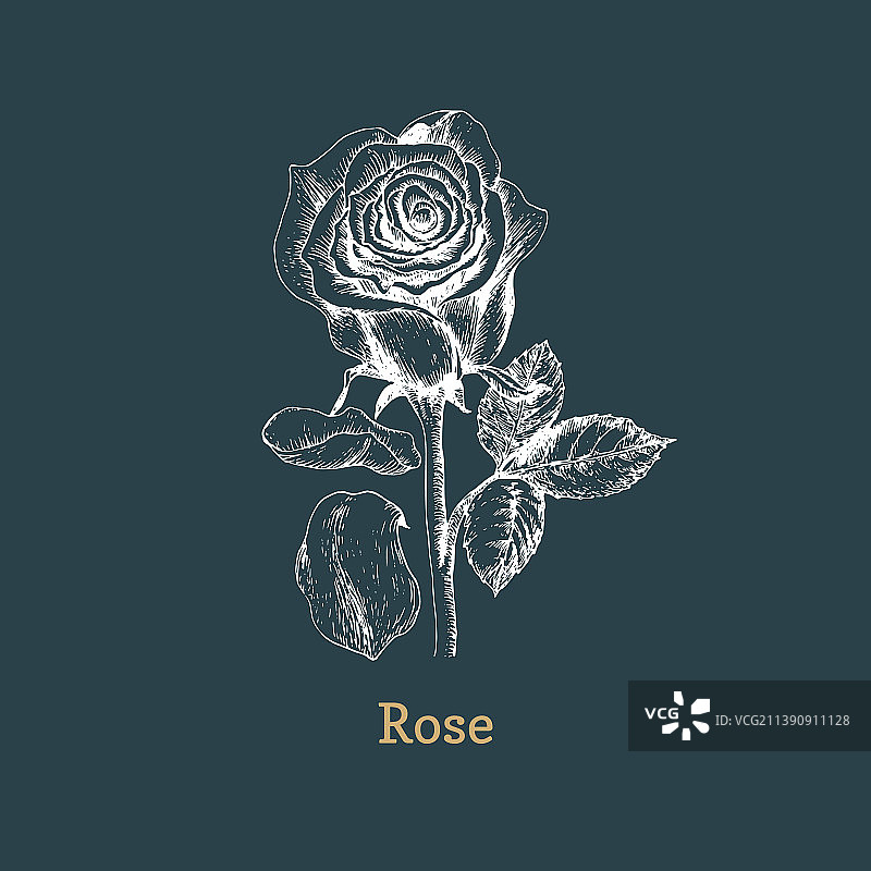 设计元素中的玫瑰花草图图片素材