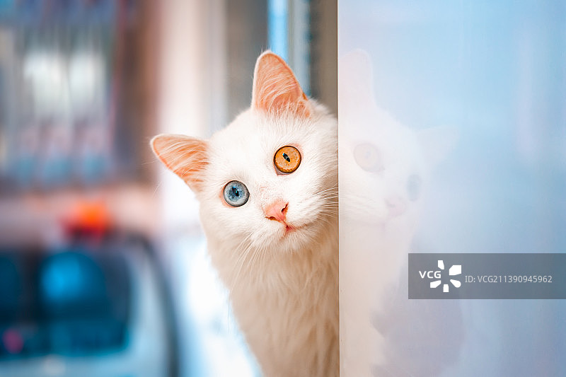 躲在墙角后的异瞳狮子猫图片素材