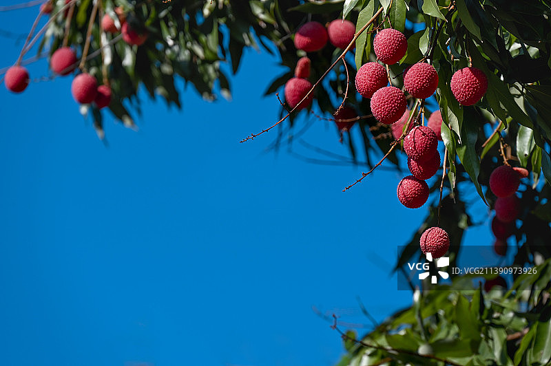 夏天水果收成荔枝硕果累累图片素材