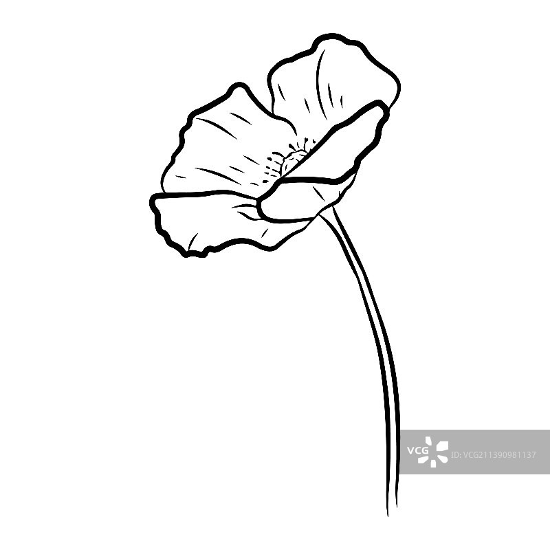 罂粟花图片素材
