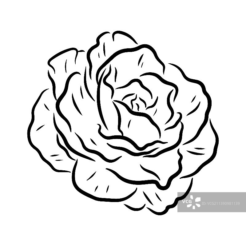 玫瑰花图片素材