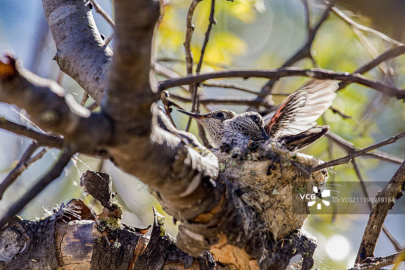 蜂鸟育雏图片素材
