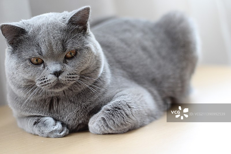 英短蓝猫图片素材