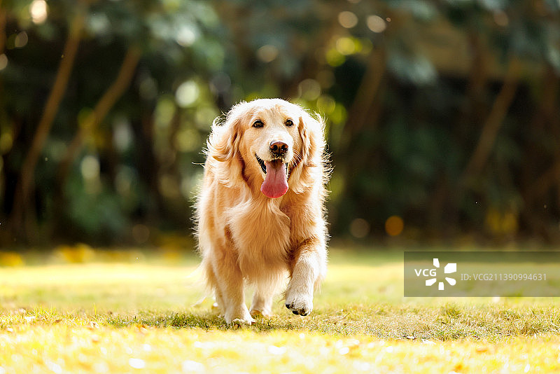 公园自由玩耍的金毛寻回犬图片素材