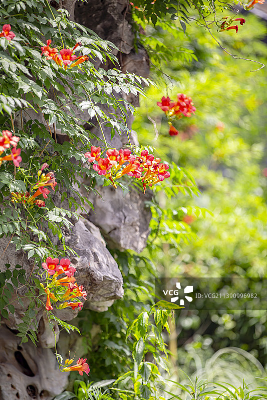 南京熙南里盛开着凌霄花图片素材