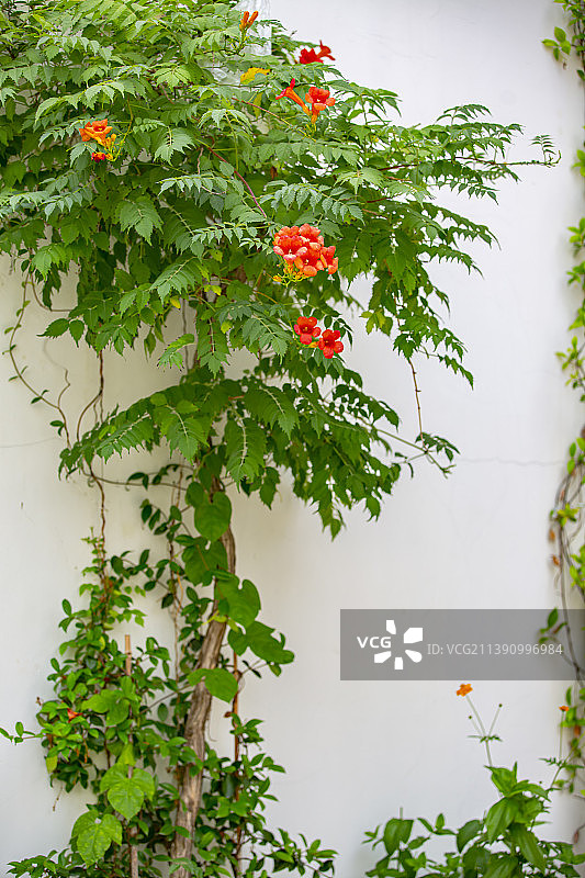 南京熙南里盛开着凌霄花图片素材