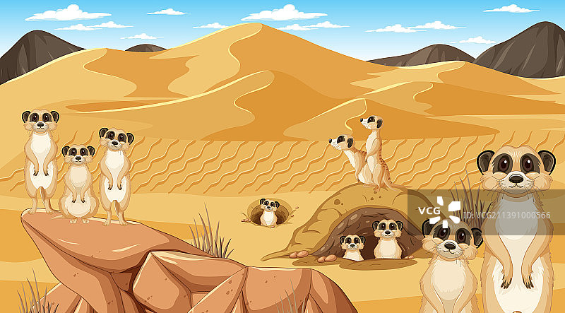 沙漠森林景观中的狐獴图片素材