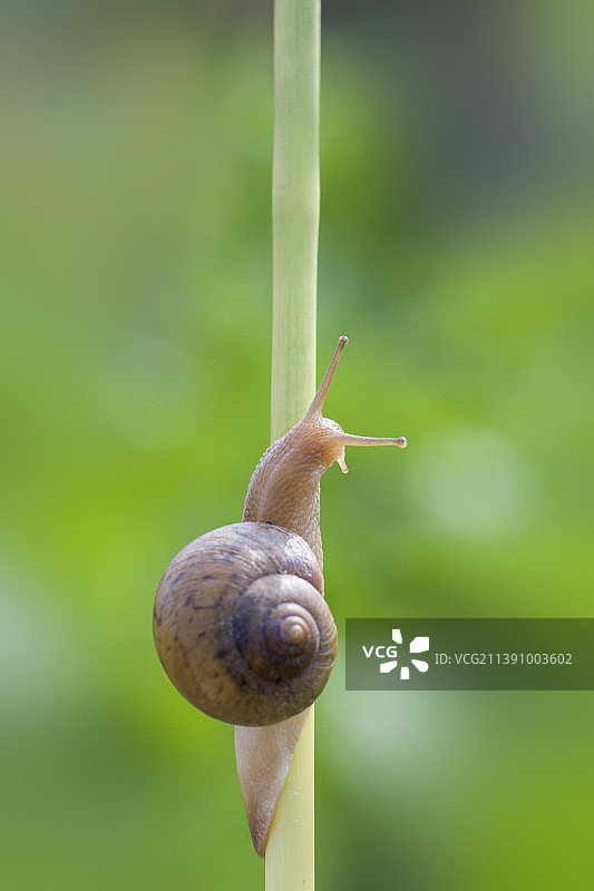 蜗牛图片素材