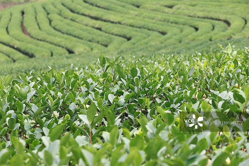茶山图片素材