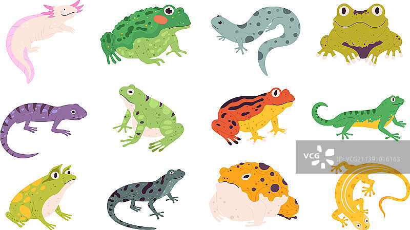 热带彩色装饰性两栖青蛙图片素材