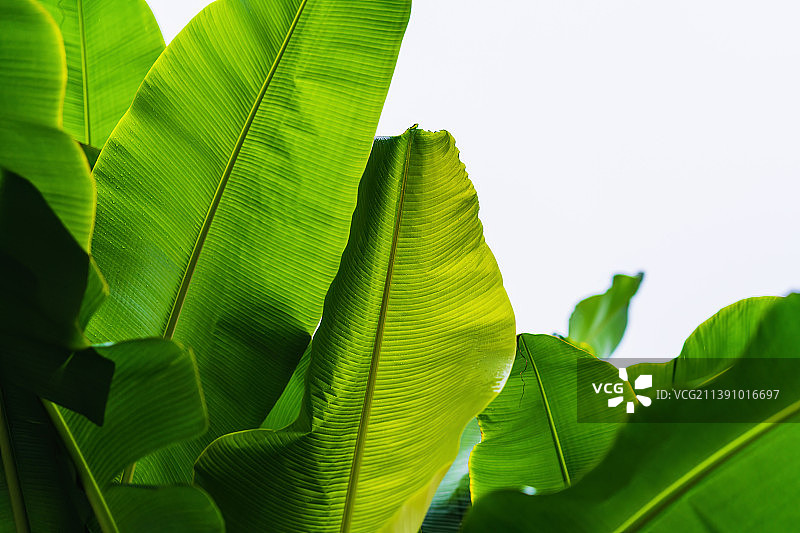 芭蕉图片素材