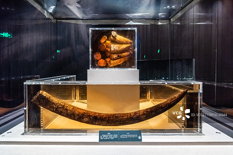 中国成都金沙遗址的古代象牙图片素材