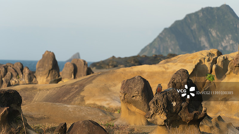 晴空下台湾北海岸的岩石的全景照片和鸟图片素材