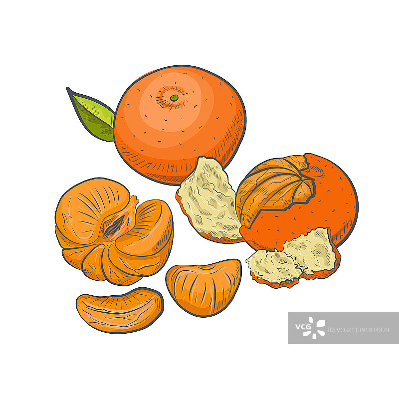 橘子水果素描图片素材