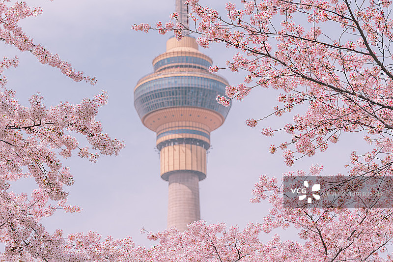 北京玉渊潭公园的樱花图片素材