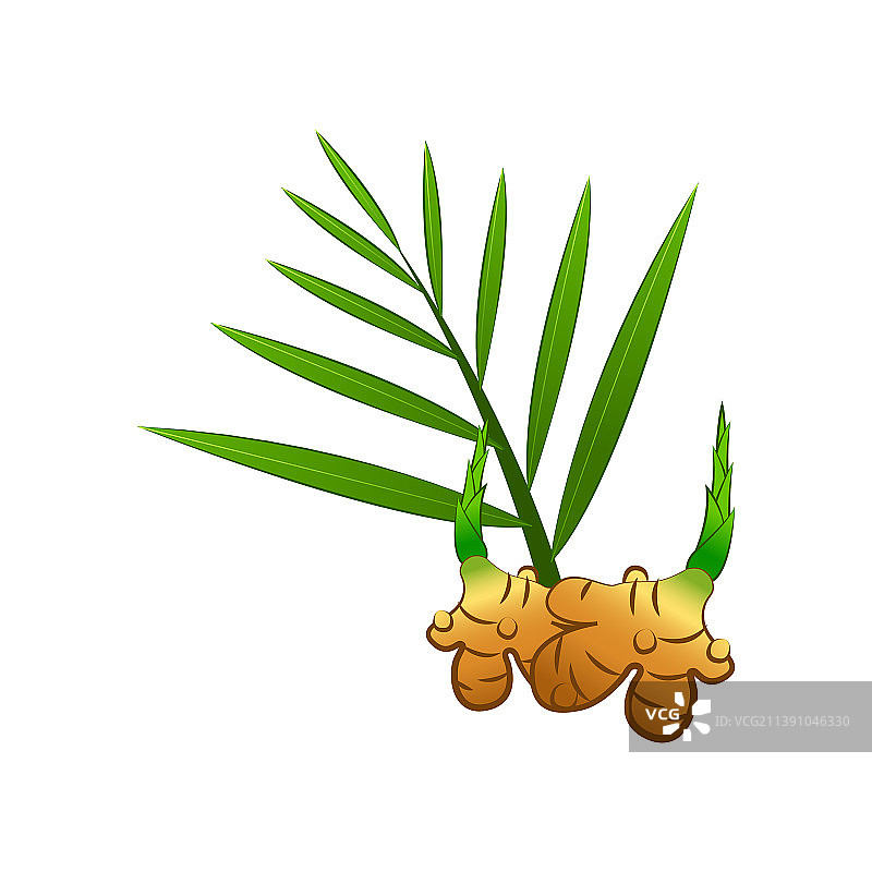 卡通设计的高良姜剪贴画图片素材