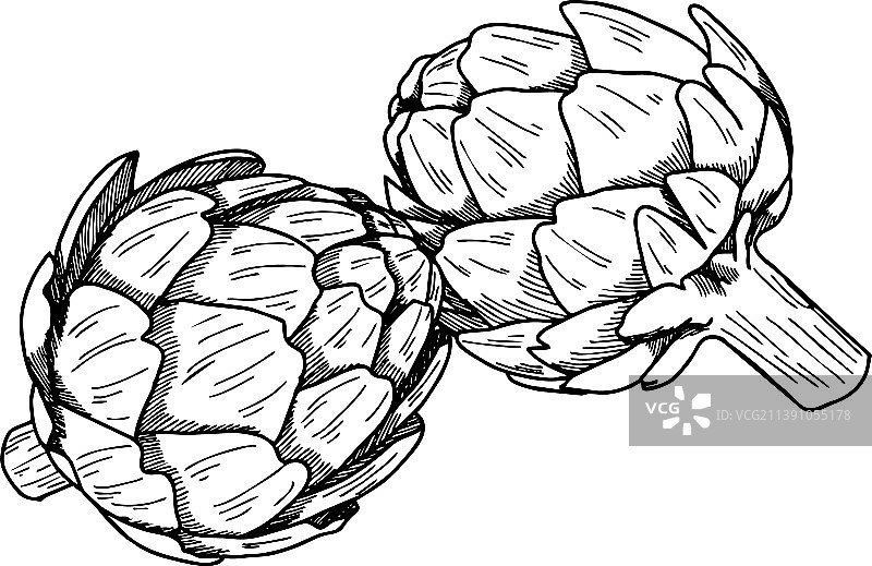 朝鲜蓟线条素描图片素材