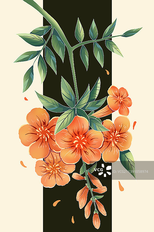 凌霄花插画图片素材