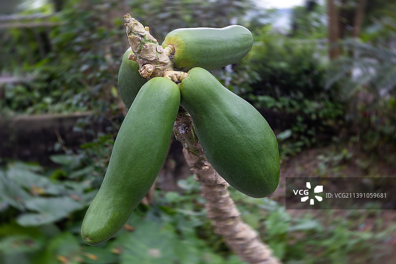 树上生长的青木瓜特写镜头图片素材