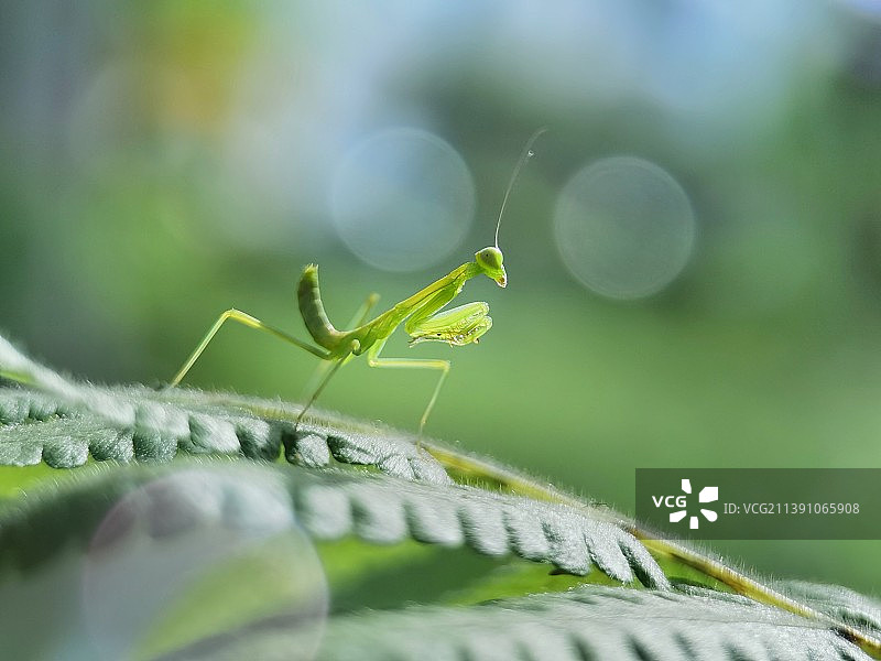 螳螂.星空不问赶路人，时光不负有心人！图片素材