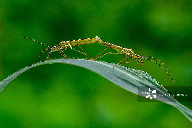 正在交配的昆虫图片素材
