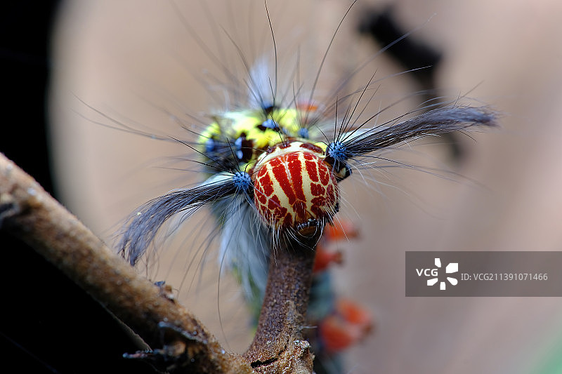 毛毛虫图片素材