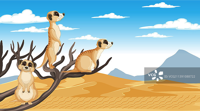 沙漠森林景观中的狐獴图片素材