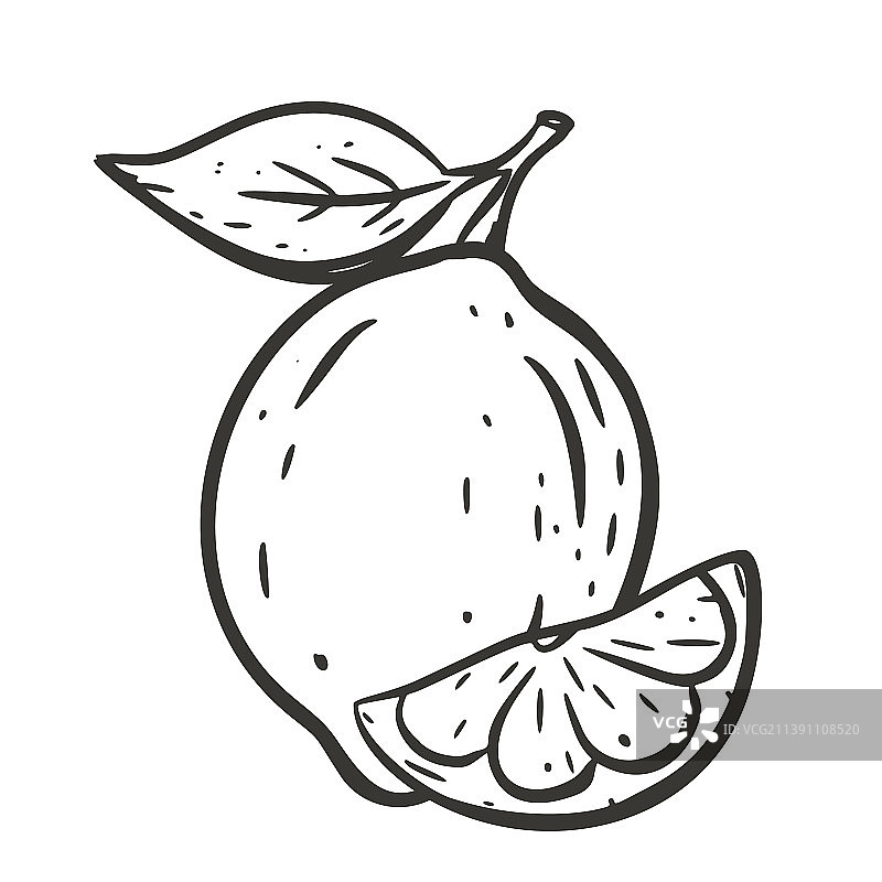 青柠、切片和叶子的墨水素描图片素材