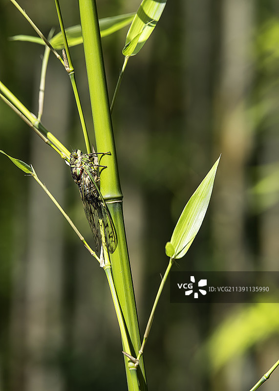 一只爬在竹枝上的蝉图片素材
