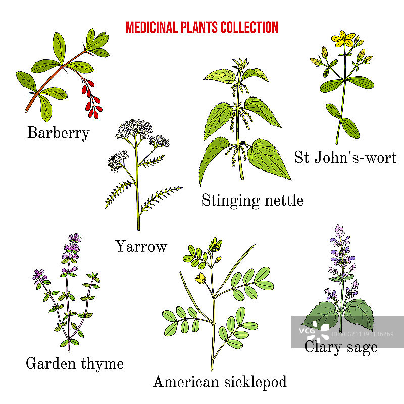 药用植物素材图片素材