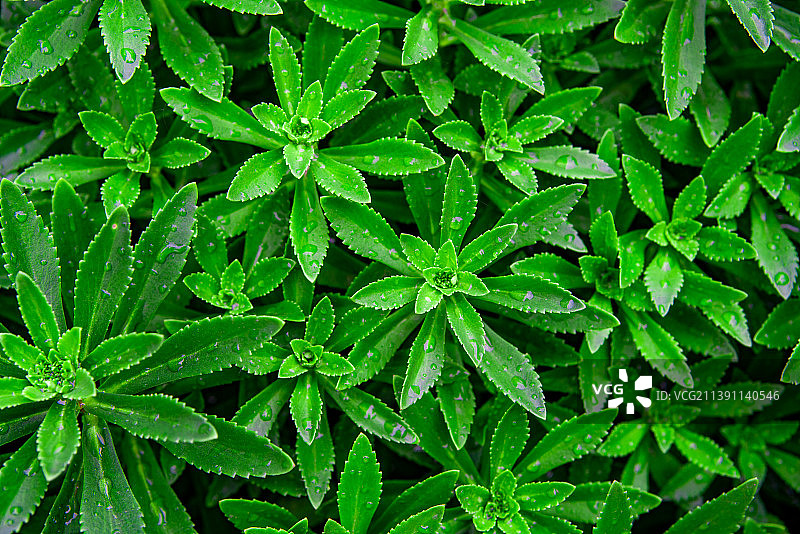 绿叶特写背景图片素材