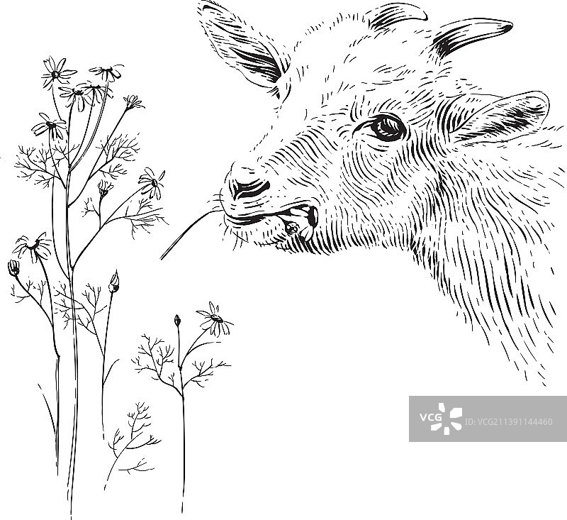 手绘山羊头部素描雕刻图片素材