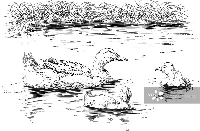 鸭子和鸭宝宝手绘素描雕刻图片素材