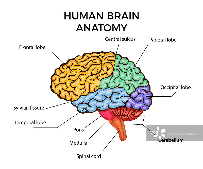 人脑解剖结构图片素材