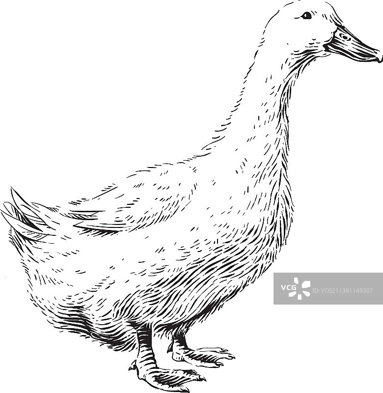 鸭子手绘素描雕刻图片素材