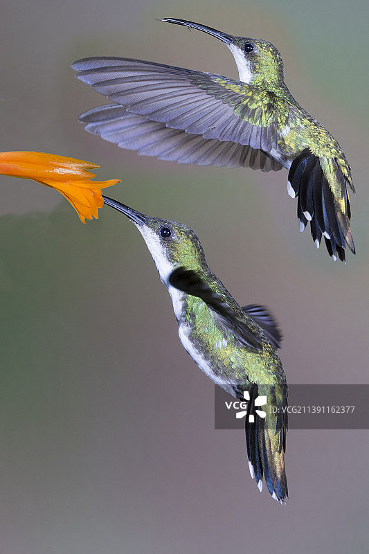 绿胸芒果蜂鸟雌鸟在花上觅食，另一只在等待图片素材